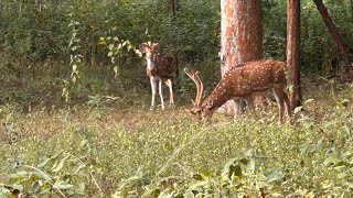 Juggle safari Chhattisgarh Barnawapara Kala hiran and more ❤️❤️ [upl. by Lectra]