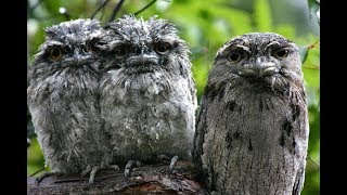 Tawny frogmouth calls  tawny frogmouth call listen [upl. by Aikahs]