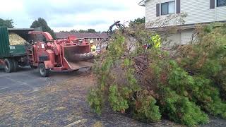 Pine tree in morbark hurricane [upl. by Assyram]