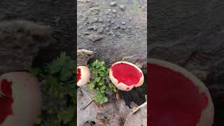 cool red mushrooms growing on a log [upl. by Larrie529]