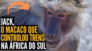 AMIZADE ENTRE HOMEM E ANIMAL  A INCRÍVEL HISTÓRIA DO MACACO JACK E O SINALEIRO JAMES [upl. by Anibas]