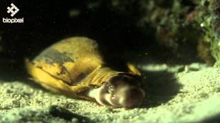 Epaulette shark [upl. by Llenrep462]