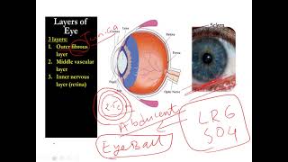 SENSE ORGAN Lecture  EYE Part 2 Dr Saroj Shrestha [upl. by Newbill998]