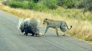 The ultimate porcupine slayer – Porcy the Leopard [upl. by Innep]