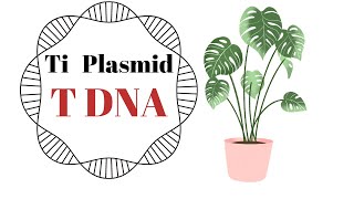 Ti Plasmid and t DNA [upl. by Waverley84]