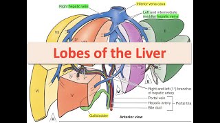 Lobes of the Liver [upl. by Aisile]