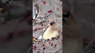 Cedar Waxwing Calls And Other Backyard Bird Calls In this Nature Video With Original Sounds shorts [upl. by Acnaib]