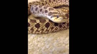 Hognose snake hiss mimics rattlesnake [upl. by Dominick974]