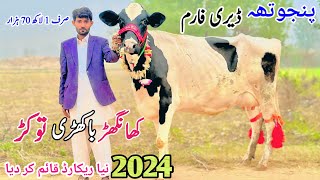 Panjutha Dairy Farm in Pakistan  Top Class Khangher Cow  Biggest Milking Cow  14 November 2024 [upl. by Eelloh]