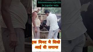 intravenous injection in cow Drbrajesh Kumar vet pharma [upl. by Biancha]