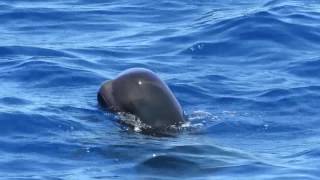 Shortfinned Pilot Whales Globicephala macrorhynchus Group of 5 Brian Patteson Pelagic [upl. by Ayhay]