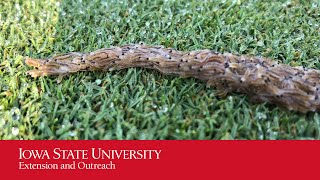 Sciarid Snake on Golf Green [upl. by Nesiaj242]