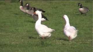 Natuurwandeling Pijnacker  blauwe reigers witte gans kleine roofvogel en meer [upl. by Amo912]