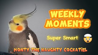 Monty The Naughty Cockatiels weekly moments ❤️❤️part 52❤️❤️ monty viral [upl. by Buffo]