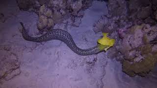 Undulated moray eel eating a yellow tang in Manuka Bay on January 1st 2018 [upl. by Evreh]