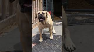 Boerboel STUD Barking 11 months old boerboel Boerboelmastiff dogbreed [upl. by Wardieu]