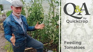 Q amp A Feeding Tomatoes [upl. by Florio]