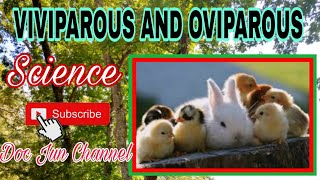 VIVIPAROUS and OVIPAROUS ANIMALS  Science for kids [upl. by Ahseuqram425]