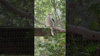 Fluffer Kookaburra being chill for once birds birdwatching birdenthusiast zoo [upl. by Keele238]