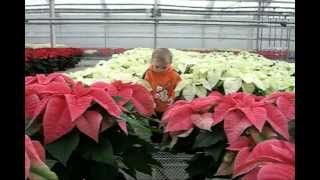 Poinsettias 2009 at bordines [upl. by Oiziruam437]