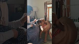 Tank the Cane Corso Shar Pei Mix trying to steal a water bottle tank canecorso sharpeidog [upl. by Reve]