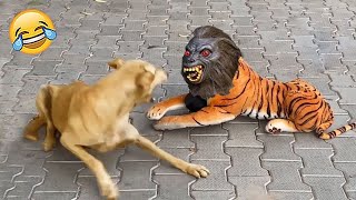 शैतान कुत्ते ने जब देख लिया भूतिया शेर FUNNIEST ANIMAL MOMENTS CAUGHT ON CAM 14 [upl. by Wayland]