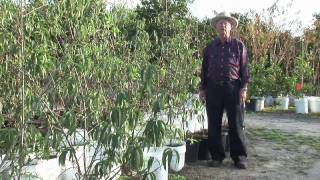 How to Grow Peach Trees  How to Fertilize Peach Trees [upl. by Gnurt682]