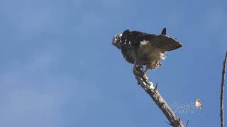 HALCÓN PEREGRINO Falco peregrinus Peregrine falcon Especie MIGRATORIA [upl. by Lyssa]