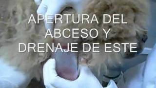 CASO CLINICO DRENAJE DE ABCESO EN PERRO [upl. by Ardnosac]