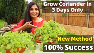 Fastest Coriander Growing Method  No one told you before  Cilantro Growing At Home cilantro DIY [upl. by Nyladnarb]