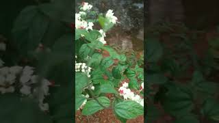 Bleeding Heart♥️shortvideo gardenflowers gardening flowers [upl. by Teryn]