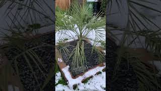 Butia Odorata approaching its first winter shorts [upl. by Altis967]