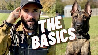 EASY OBEDIENCE TRAINING WITH MY BELGIAN MALINOIS PUPPY HEEL SIT DOWN STAY [upl. by Gerty]