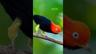 Red Capped Manakin Craziest Bird [upl. by Yrolg]