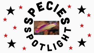 Species Spotlight The Purple FireFish [upl. by Glassco]