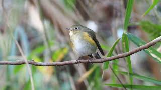 【野鳥】ルリビタキ おかざき自然体験の森 OMSYSTEM OMDS OM1 4K Redflanked bluetail【birdwatching】 [upl. by Nakre]