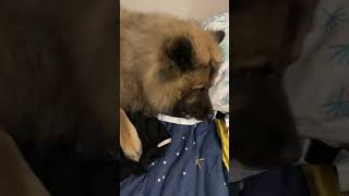 Qui veut un pull en eurasier 😅😂😂😂😂🐕eurasier amour [upl. by Edmonds]