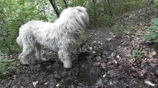 Mioritic Shepherd Dog plays at a spring in the Carpathian mountains not Carpathian Sheperd Dog [upl. by Ttezzil202]