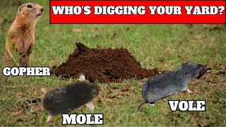 How To Tell If You Have Moles Voles Gophers Digging Up Your Yard [upl. by Selbbep]