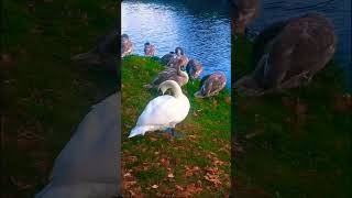 Swan Lake 6 🦢swan labedzie lake nature shorts [upl. by Dnomaid350]