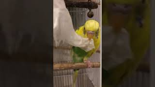 ティッシュで遊ぶ。なのちゃん編。Shorts インコ セキセイインコ budgerigar かわいい鳥 [upl. by Brinson]