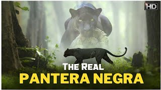 ¿Qué tan peligrosa es la pantera negra [upl. by Gaw]