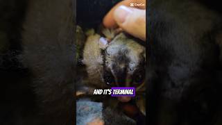 Cannonball comedy funanimal sugargliderCannonballsugarglider cute [upl. by Nhabois]