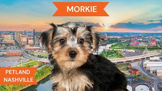 Morkie Breed Highlights [upl. by Courtney567]