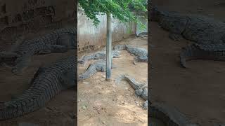 Crocodiles at lake enjoy karachizoo zooanimals cute animalkingdom lifestyle mood [upl. by Gambrill]