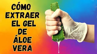 Cómo Extraer Gel de Áloe Vera  Cómo hacer GEL de SÁBILA  How to Extract Aloe Vera Gel [upl. by Ferrigno]