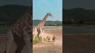 Lion vs Giraffe Wild Animals Closeup Giraffe Animal Combat Power Competition [upl. by Romona979]