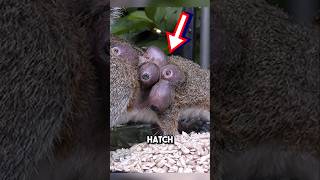 Saving squirrel from botfly infestation 😱 shorts botfly [upl. by Sanderson]