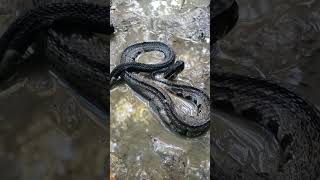 Very unhealthy cottonmouth snake herping wildlife venomoussnake dying cottonmouf cottonmouth [upl. by Rovit578]