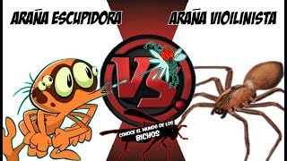 ARAÑA ESCUPIDORA VS ARAÑA VIOLINISTA  COMENTADO [upl. by Trish14]